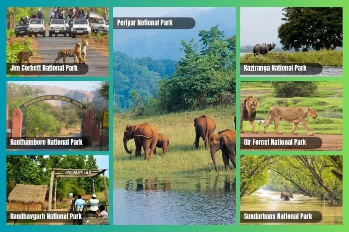 Top National Parks in India: Safari, Wildlife & Travel Guide